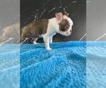 Small #12 Boston Terrier