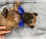 Small Photo #184 Belgian Malinois Puppy For Sale in REESEVILLE, WI, USA
