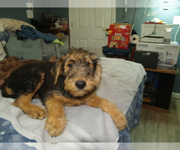 Medium Photo #6 Airedale Terrier Puppy For Sale in CHARLESTOWN, IN, USA