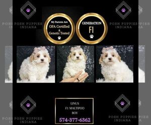 Maltipoo Puppy for sale in WARSAW, IN, USA