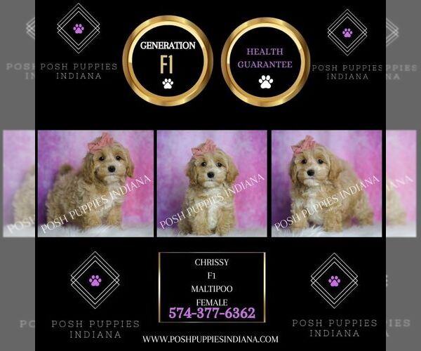 Medium Photo #2 Maltipoo Puppy For Sale in WARSAW, IN, USA