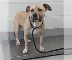 American Pit Bull Terrier Dogs for adoption in Corpus Christi, TX, USA