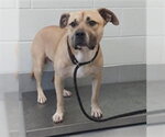 Small American Pit Bull Terrier