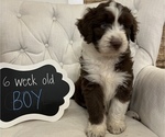 Small Photo #3 Aussiedoodle Puppy For Sale in FRANKLINTON, LA, USA