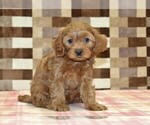 Small #3 Cavapoo (Miniature)