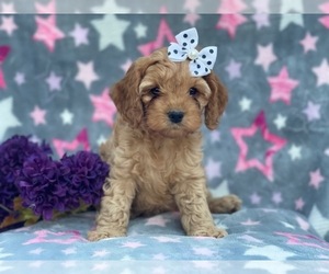 Cocker Spaniel-Poodle (Miniature) Mix Puppy for sale in LAKELAND, FL, USA