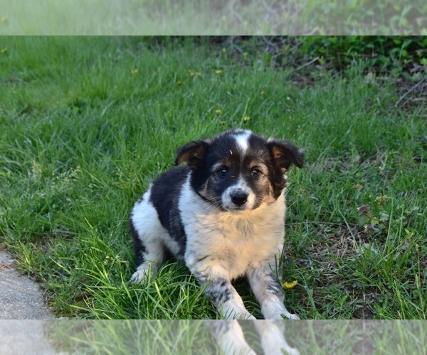 Medium Photo #1 Australian Cattle Dog-Border Collie Mix Puppy For Sale in RIVERDALE, MD, USA