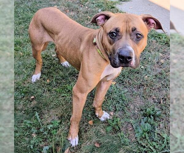 Medium Photo #1 American Staffordshire Terrier-Unknown Mix Puppy For Sale in Akron, OH, USA