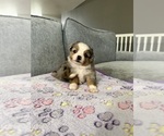 Small Photo #15 Miniature Australian Shepherd Puppy For Sale in DAKOTA CITY, NE, USA