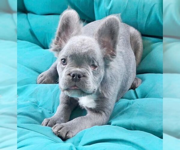 Medium Photo #3 French Bulldog Puppy For Sale in Tustin, CA, USA