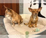 Small #9 Chihuahua