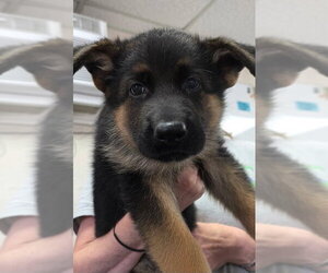 German Shepherd Dog Dogs for adoption in Matawan, NJ, USA