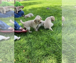 Labrador Retriever Litter for sale in DELTA, CO, USA