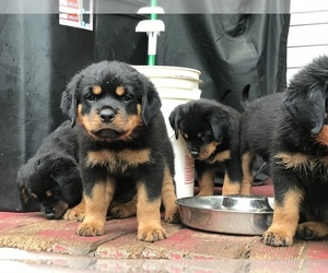 Rottweiler Puppy for sale in THURMONT, MD, USA