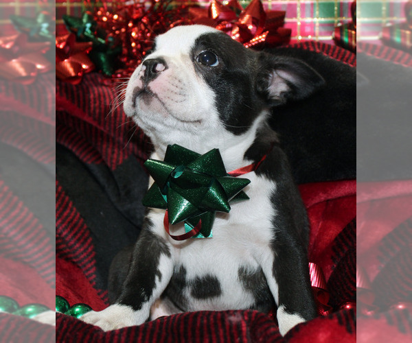 Medium Photo #4 Faux Frenchbo Bulldog Puppy For Sale in BROOKSVILLE, FL, USA