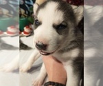 Small Photo #18 Siberian Husky Puppy For Sale in DANBY, VT, USA