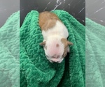 Small Photo #68 Boston Terrier Puppy For Sale in TULARE, CA, USA
