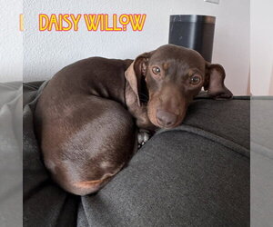 Daisy Willow - Female Dachshund Dog for Adoption - Photo #2