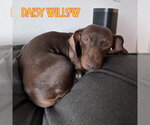 Small Photo #2 Dachshund Puppy For Sale in San Antonio, TX, USA