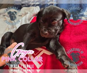 Cane Corso Puppy for sale in INDIANAPOLIS, IN, USA