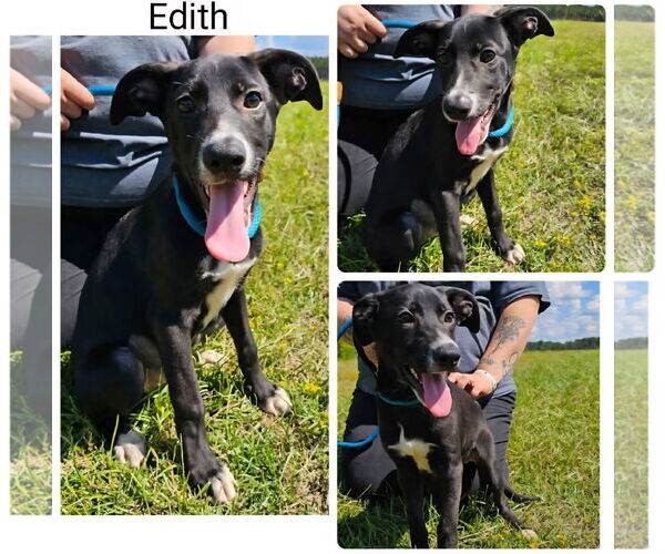 Medium Photo #1 Labrador Retriever-Unknown Mix Puppy For Sale in Oakhurst, NJ, USA