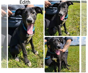 Labrador Retriever-Unknown Mix Dogs for adoption in Oakhurst, NJ, USA