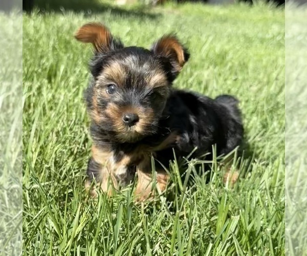Medium Photo #9 Yorkshire Terrier Puppy For Sale in OLATHE, KS, USA