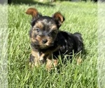Small #8 Yorkshire Terrier