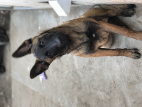 View Ad: Belgian Malinois Puppy for Sale near In Japan