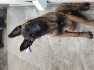 Belgian Malinois Puppy for sale in MANTECA, CA, USA