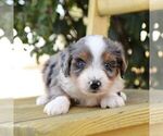 Image preview for Ad Listing. Nickname: Jake