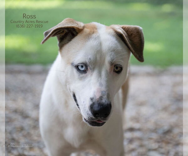 Medium Photo #3 Huskies -Retriever  Mix Puppy For Sale in Manchester, MO, USA