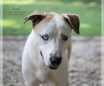 Small #2 Huskies -Retriever  Mix
