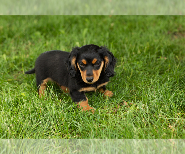 Medium Photo #5 Dachshund Puppy For Sale in BREMEN, IN, USA