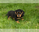 Small #4 Dachshund