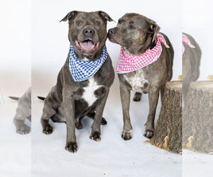 American Pit Bull Terrier Dogs for adoption in Princeton, MN, USA