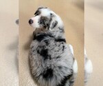 Small Photo #4 Miniature Australian Shepherd Puppy For Sale in ESCONDIDO, CA, USA
