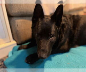 German Shepherd Dog-Unknown Mix Dogs for adoption in La Grange , NC, USA
