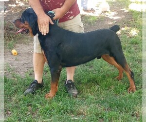 Rottweiler Puppy for Sale in NEW LONDON, Missouri USA