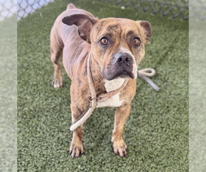 Boxer-Unknown Mix Dogs for adoption in Tavares, FL, USA