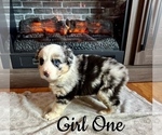 Puppy Girl One Australian Shepherd