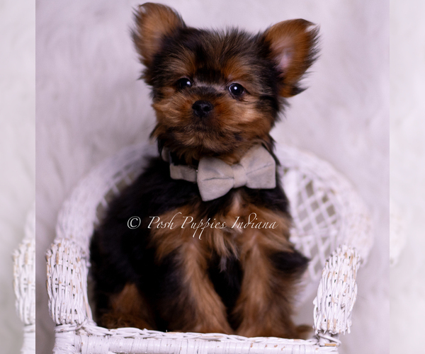 Medium Photo #5 Yorkshire Terrier Puppy For Sale in WARSAW, IN, USA