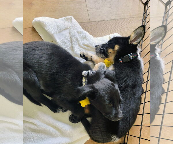 Medium Photo #2 Mutt Puppy For Sale in Sandy, UT, USA