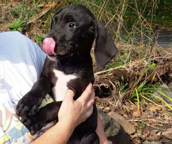 Medium Photo #49 Great Dane Puppy For Sale in SPRAGGS, PA, USA