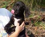Small Photo #49 Great Dane Puppy For Sale in SPRAGGS, PA, USA