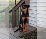 Small #3 Rottweiler Mix