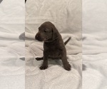 Puppy Silver Lab Pup Labrador Retriever