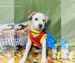 Opal - Female Mutt Dog for Adoption - Small photo
