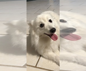 Mother of the Japanese Spitz puppies born on 05/18/2026