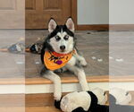 Small #1 Siberian Husky Mix